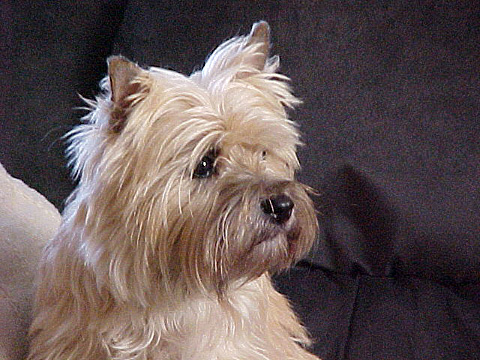 Ch. Hearthside Sweet Afton, our foundation bitch.